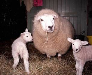 Gunthorpe sheep